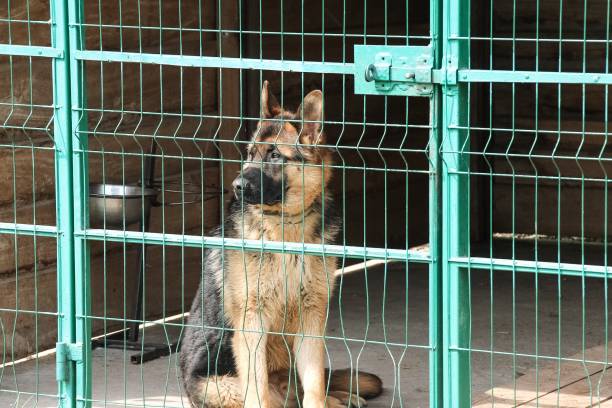 Street lonely dog in a cage