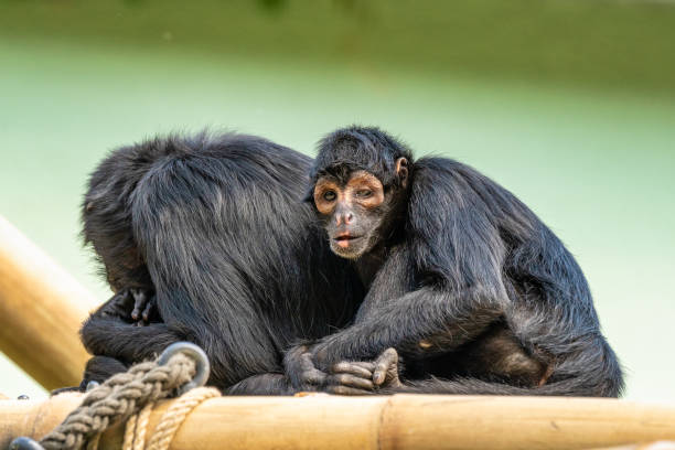 istock The black-headed spider monkey, Ateles fusciceps is a species of spider monkey 1162702317
