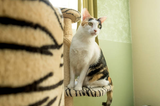 istock Cat scouting for food, She's looking for something behind them with attention. 1162702420