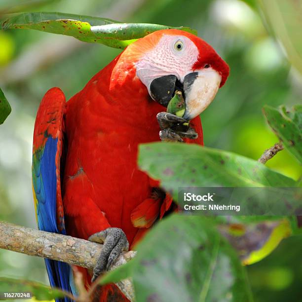 Photo libre de droit de Ara Rouge Ara Macao Manger Beach Amande Dans Tree banque d'images et plus d'images libres de droit de Costa Rica