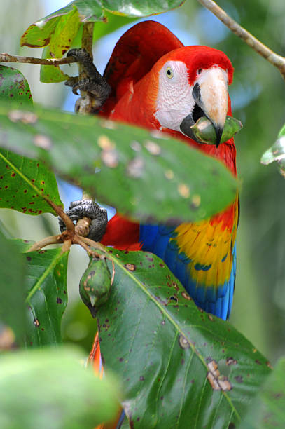 istock scarlet macaw, Ara macao, eating beach almond in tree 116270252