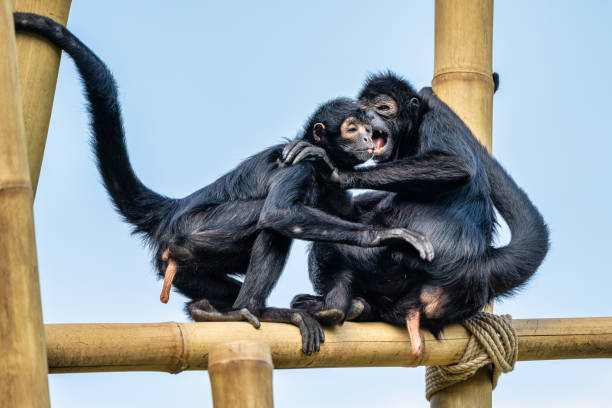 istock The black-headed spider monkey, Ateles fusciceps is a species of spider monkey 1162702969