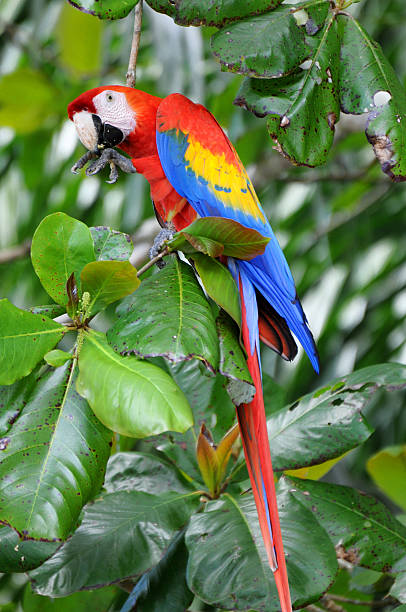 istock scarlet macaw, Ara macao, eating beach almond in tree 116270306