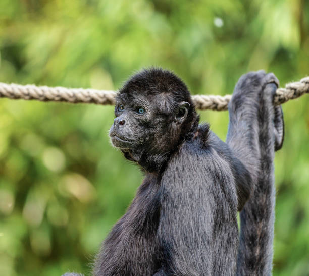 istock The black-headed spider monkey, Ateles fusciceps is a species of spider monkey 1162703226