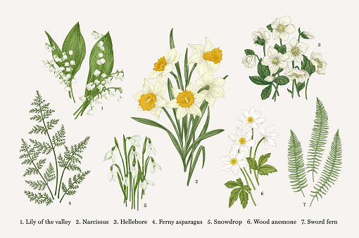 Set with flowers. Spring plants. Vector botanical illustration. Isolated design elements on white background