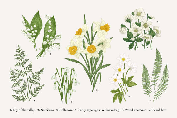 Set with spring flowers. Set with flowers. Spring plants. Vector botanical illustration. Isolated design elements on white background lily of the valley stock illustrations