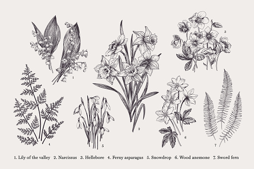 Set with early spring flowers. Vector botanical illustration. Black and white.