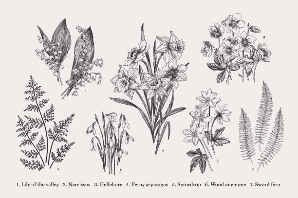 Set with spring flowers. Set with early spring flowers. Vector botanical illustration. Black and white. hellebore stock illustrations