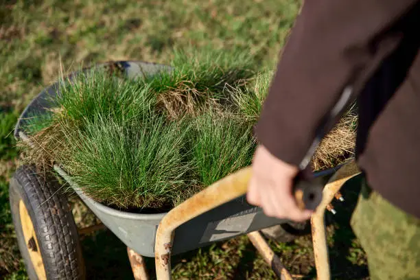 Photo of Cart filled with turf and fresh meadow greens in the hands of men. Concept of landscaping and landscape architecture