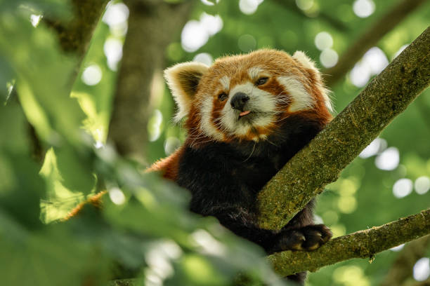 istock The red panda, Ailurus fulgens, also called the lesser panda. 1162704758