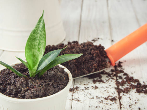 istock Gardening tools, plants and soil on old white wooden tables 1162707341