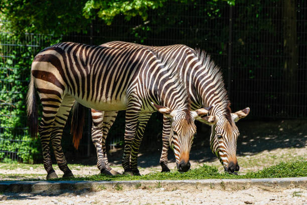 istock Hartmann's Mountain Zebra, Equus zebra hartmannae. An endangered zebra 1162707666