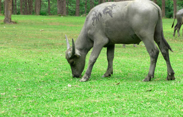buffalo