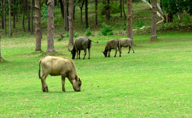 istock water buffalo on green meadow with pine forest on background. pine forest park. 1162710292