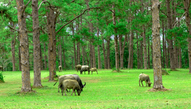 istock water buffalo on green meadow with pine forest on background. pine forest park. 1162710348