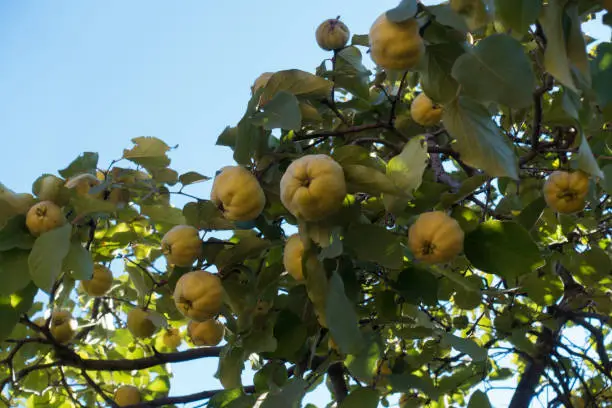 Photo of Lots of fruits in the leafage of quince against blue sky