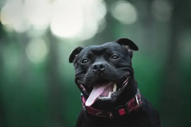 Close-up portrait of cute and happy smiling black staffordshire bull terrier sitting in the forest in the evening in summer
