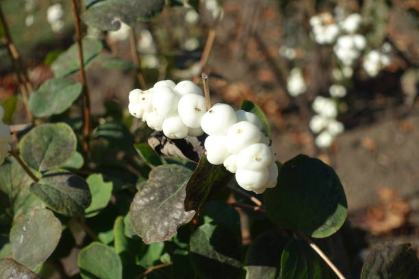 istock Berries on branch of Symphoricarpos albus in October 1162712596