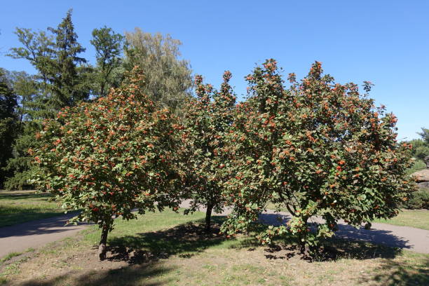 istock Three trees of Sorbus aria with berries in September 1162712642