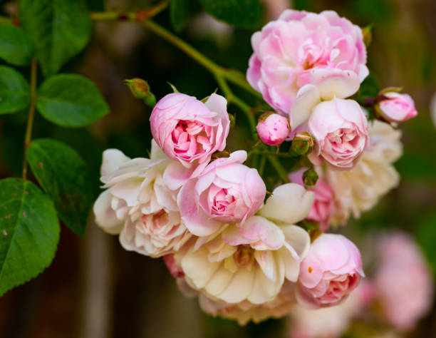 istock Rose bush pink blossoming 1162712682