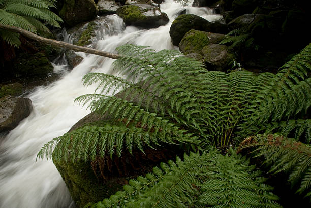 Tiny creek in rainforest at Mt. Donna Buang in Victoria.