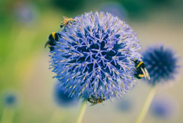 Bumble Bee on a blue globe thistle.