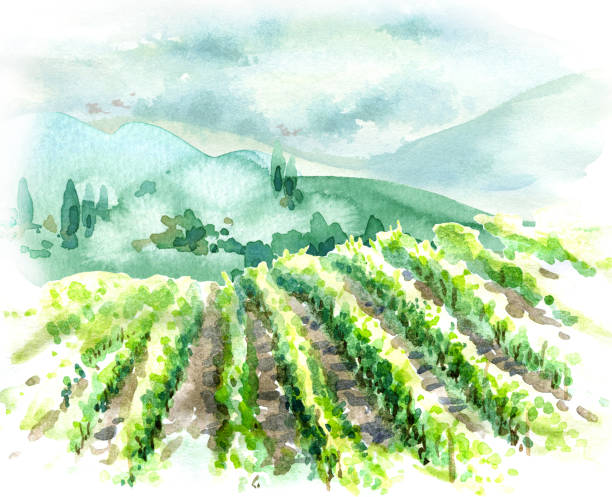 ilustrações de stock, clip art, desenhos animados e ícones de rural scene with vineyard, hills and trees - vineyard