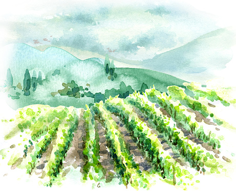 Hand drawn rural scene with vineyard, hills, trees and bushes. Summer landscape watercolor sketch.