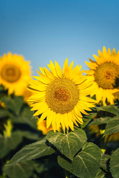 field of sunflowers - agriculture beauty in nature flower clear sky imagens e fotografias de stock