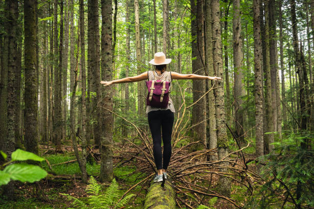 Woman with hat and backpack balancing on broken tree in ancient pine rainforest.