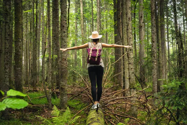 Photo of Woman with hat and backpack balancing on broken tree in ancient pine rainforest.