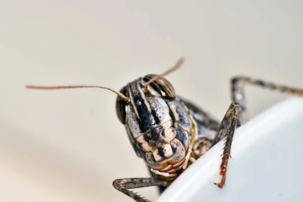 Photo of Locust invasion, insects invade the home