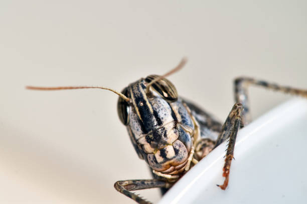 inwazja szarańczy, owady atakują dom - locust invasion zdjęcia i obrazy z banku zdjęć