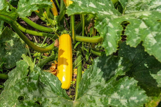 istock Zucchini is ripening in the vegetable garden. 1162723876
