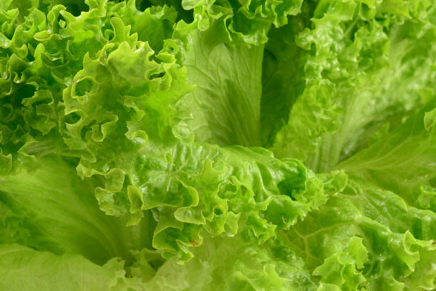 istock Iceberg lettuce in woman hands isolated on white background. 1162724447