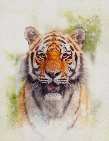 Siberian tiger standing looking at camera in jungle watercolor painting
