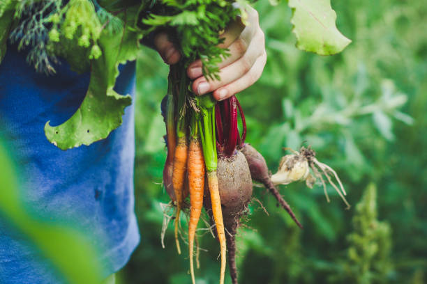 istock harvest vegetables (beets, carrots, onions, dill, garlic and more). top food background. copy space 1162724866