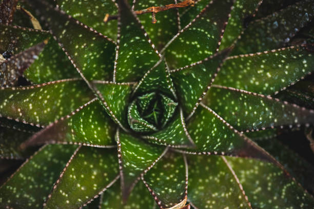 선인장 클로즈업. - agave cactus natural pattern pattern 뉴스 사진 이미지
