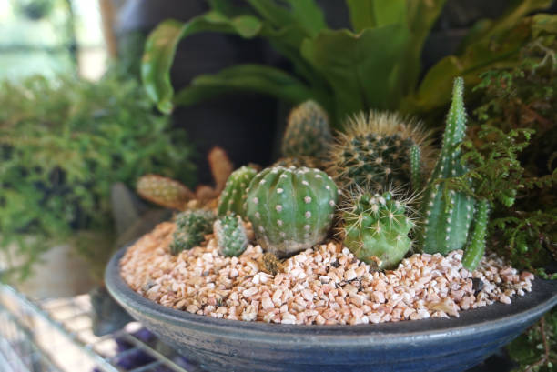 istock tiny succulent plants in clay pot decorate in the restaurant 1162726091
