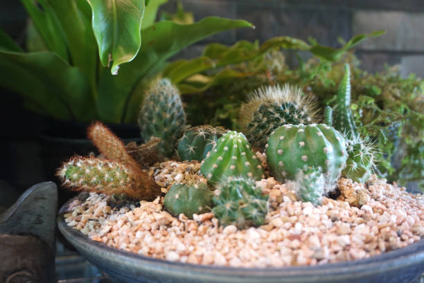 istock tiny succulent plants in clay pot decorate in the restaurant 1162726092