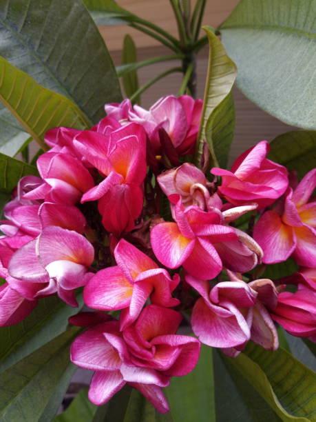 istock Beautiful flowers 1162726760