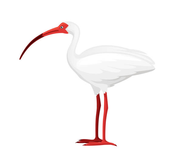 amerikanische weiße ibis flache vektor-illustration cartoon tier design weißer vogel mit rotem schnabel auf weißem hintergrund seitenansicht - bird nature animal head beak stock-grafiken, -clipart, -cartoons und -symbole