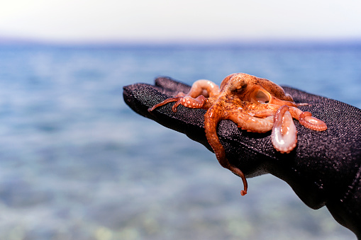Little Octopus with wetsuit human hand on the beach in Mediterranean Sea.