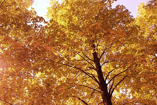 Yellow and orange leaves on the branches of trees against a blue sky on a sunny day