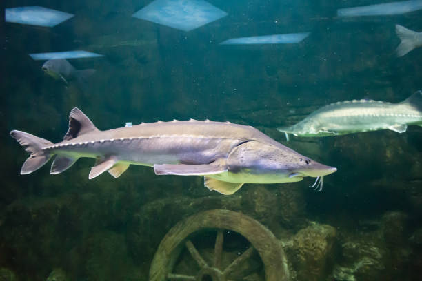 istock Alive sturgeon in the aquarium 1162729676