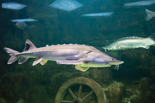 Alive sturgeon in the aquarium