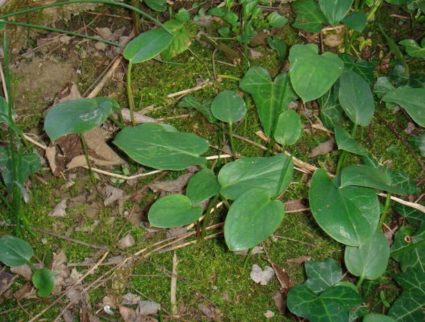 Arum italicum Arum italicum fresh plants mclean county stock pictures, royalty-free photos & images