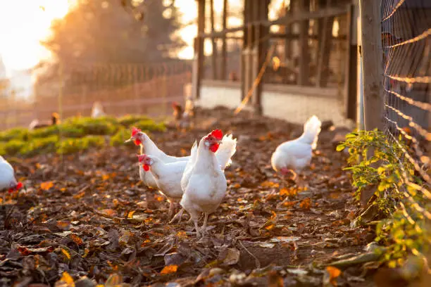 Photo of Hens in a farmyard