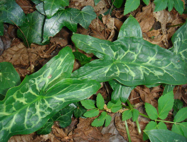 Arum italicum Arum italicum fresh plants mclean county stock pictures, royalty-free photos & images