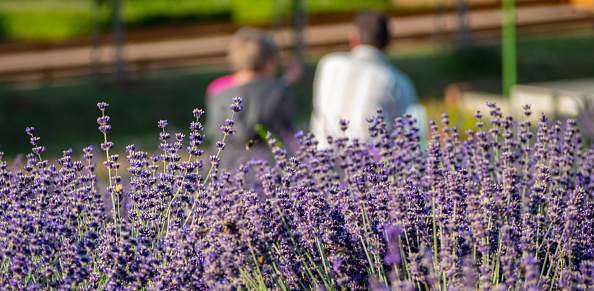 Panorama couple takes a break in the lavender field